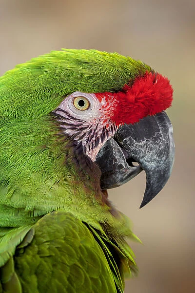 Great green macaw, native to South America