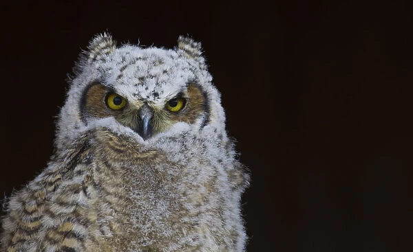 Great-horned Owl, Fledgling
