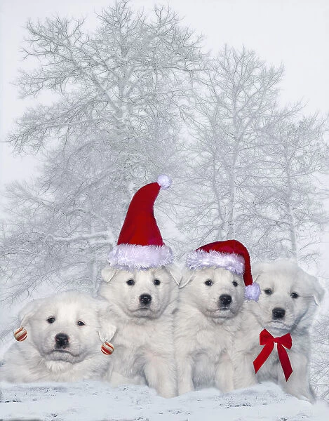 Great Pyrenees puppies with Christmas decorations