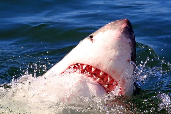 Great White Shark (Carcharodon carcharias) breaks the surface of the water in Capetown