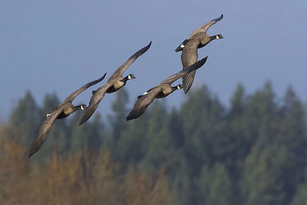 Greater Canada geese flying