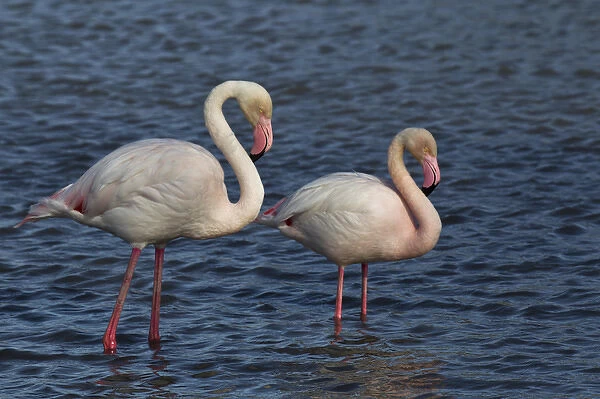 Greater Flamingo, Parc Ornithologique de Pond de Gau, Camargue Region of France