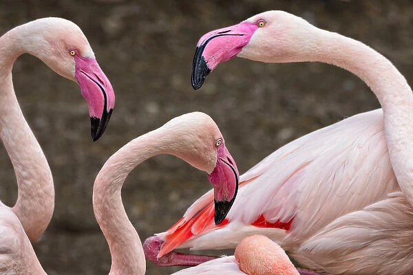 Greater flamingos (captive). Cincinnati Zoo, Ohio