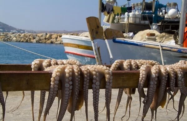 Greece, Cyclades, Paros Island, Naoussa. Fresh octopus dries on a beach