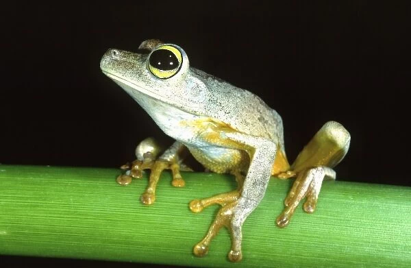 Green-eyed Treefrog, Hyla crepitans, Native to Northern South America