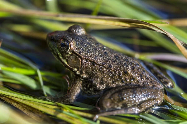 A green frog, rana clamitans melanota, in the grass next to the Mattawamkeag River in Wytipitlock