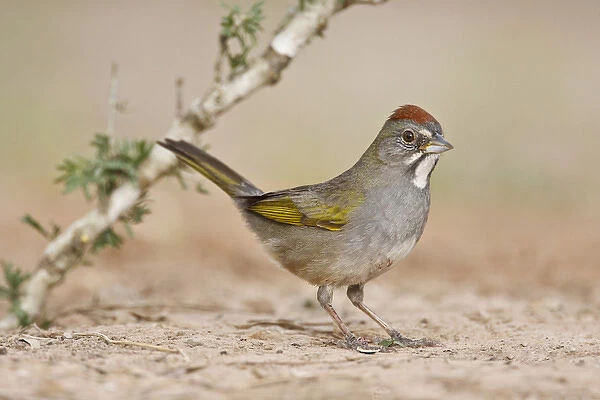 Green-tailed Towhee (Pipilo chlorurus) hunting for seeds