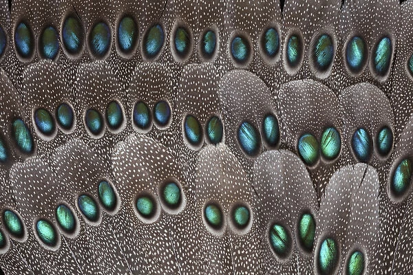 Grey Peacock tail feathers fanned out with duo spots each