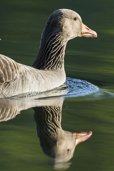 Greylag goose (Anser anser). Europe, central europe, germany, bavaria, munich, May