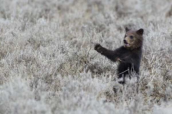 Grizzly Bear Cub, Yellowstone NP