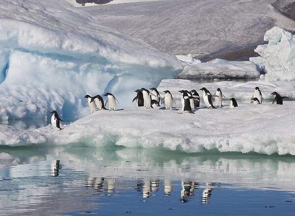 A group of adelie penguins run along the edge of an iceberg and jump into the sea