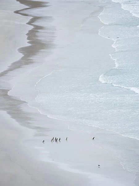 Group on empty beach. Magellanic Penguin, Falkland Islands