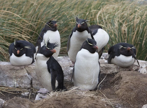 A group of rockhopper penguins loaf together in the tussock grass of West Point Island