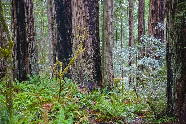 A grove of giant redwoods located in the Lady Bird Johnson Grove of the Redwood National