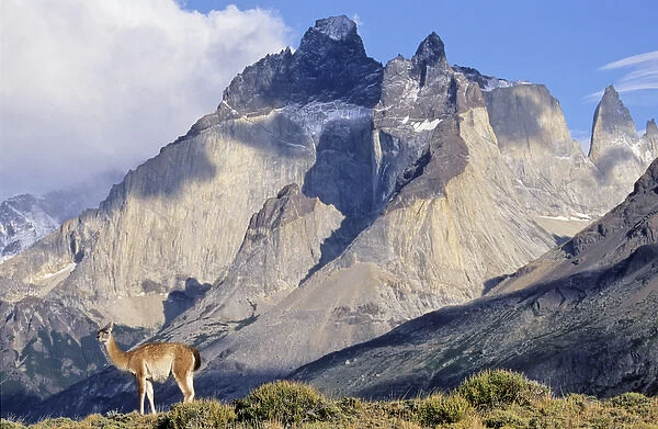 Guanaco (Lama guanicoe) standing with the landmark Cuernos del Paine in the background