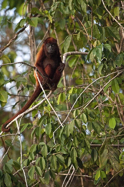 Guianan Red howler monkey (Alouatta macconnelli) GUYANA South America