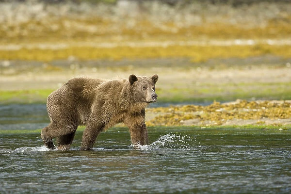 Hallo Bay, Katmai National Park, Alaska, Brown bear, or Coastal Grizzly Bear, Ursus arctos