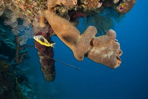hamlet and Branching Vase Sponge (Callyspongia vaginalis), Caribbean Scuba Diving