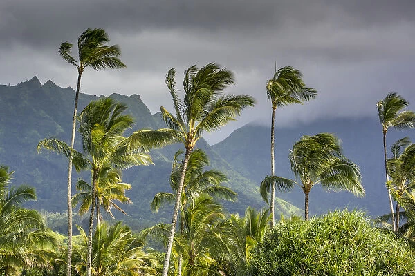 Hanalei Bay, Hawaii, Kauai, Palm Trees
