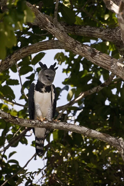 Harpy Eagle (Harpia harpyja) Rainforest Rewa River GUYANA. South America