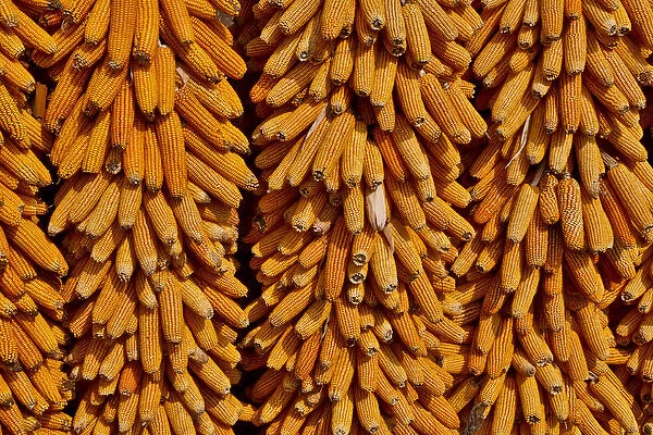 Harvested corn hanging to cure near Yangjiawan, Kunming area of China