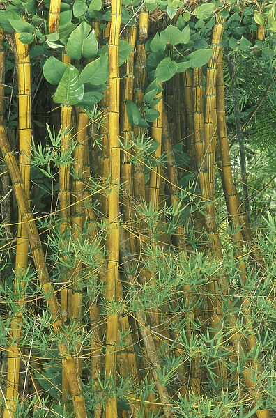 Hawaii Bamboo forest