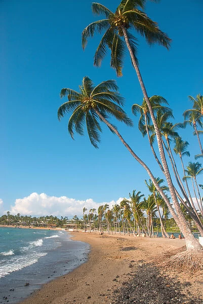 Hawaii, Big Island, Kohala Coast. Anaeho omalu Beach. Palm trees