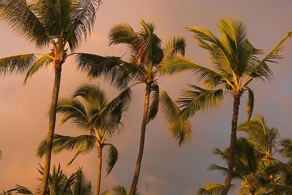 Hawaii, Big Island, Kona, Palm trees at sunset
