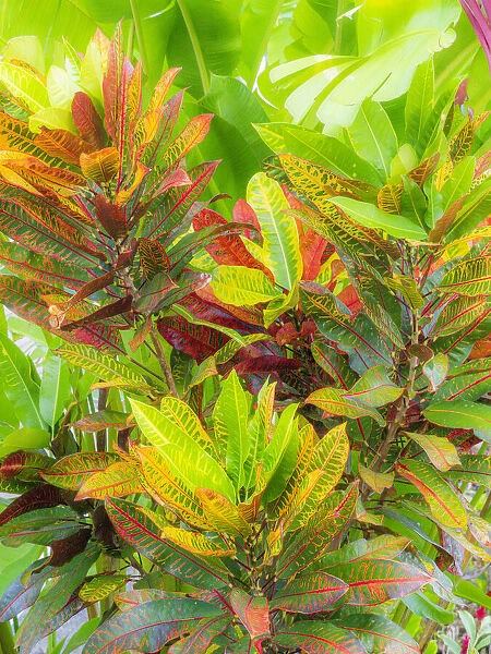 Hawaii, Maui, Kihei, Croton tropical and colorful leaf plant