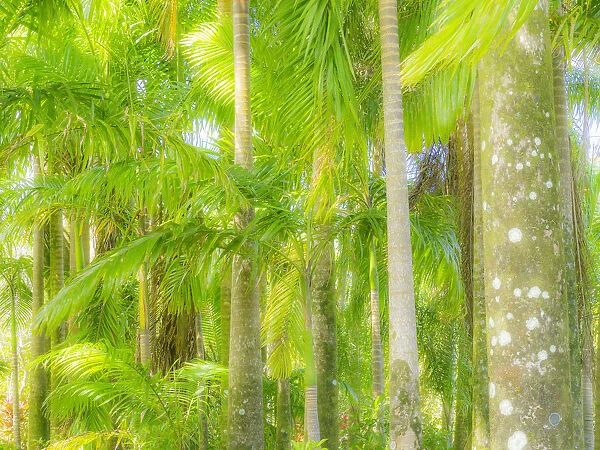 Hawaii, Maui, Road to Hana and the lush tropical Palm Trees