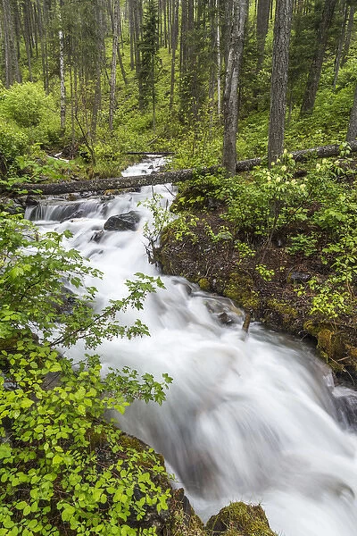 Hellroaring Creek flowing strong in spring near Whitefish, Montana, USA