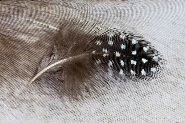 Helmeted Guineafowl feather on Egyptian goose feather