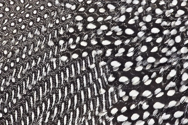 Helmeted Guineafowl feathers in Black and White