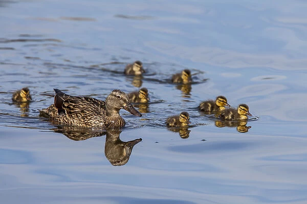 The hen and brood of young Mallard chicks on the waters of Lake Murray