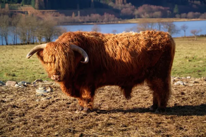 Framed Print : Highland Cattle Bull Print Framed Print : Highland Cattle Bull Print