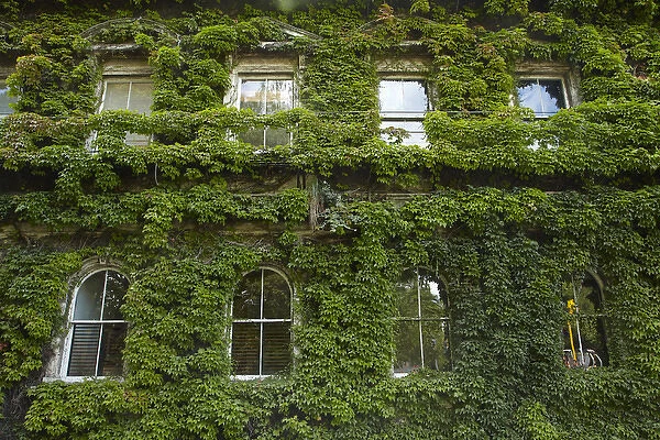 Historic Northern Club building covered in Virginia Creeper, Auckland, North Island