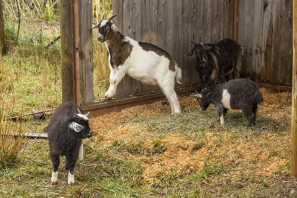 Hood River, Oregon, USA. Three Nubian and other goats taking shelter from the rain