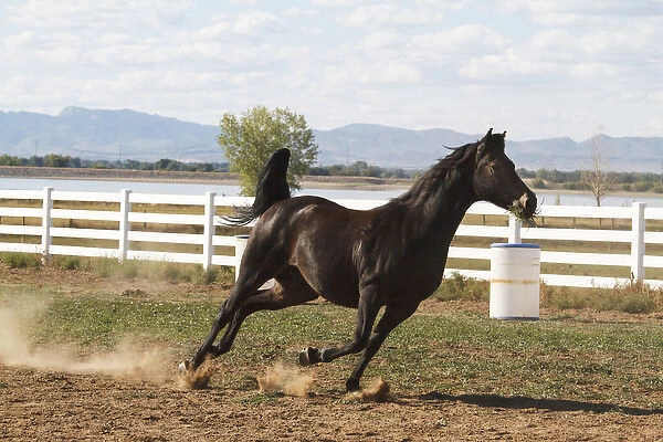 Horse running in pasture