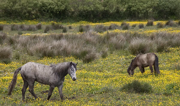Two horses in a field of yellow wildflowers in the Irish counrtyside No People