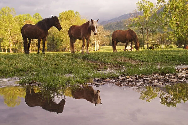Horses reflected in small stream, Cades Cove, Great Smoky Mountains N. P. TN