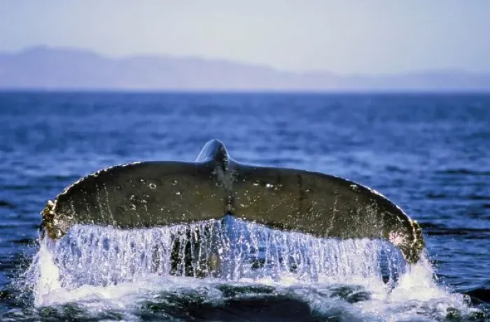 Framed Print : Humpback Whale Tail Print