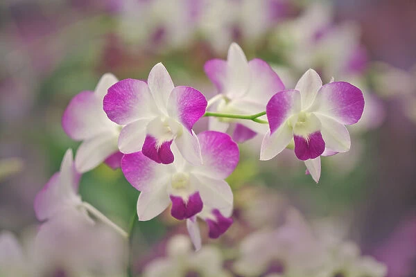 Hybrid Orchids. Selby Gardens, Sarasota, Florida