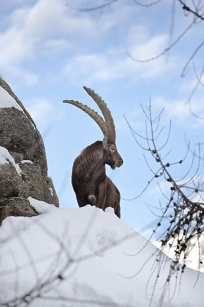 Ibex (Capra ibex) stands on rock during dawn with fresh deep snow... Gran Paradiso National Park