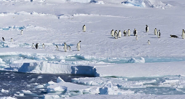 Ice Shelf, Antarctica. Emporer Penguins. Panoramic Composite