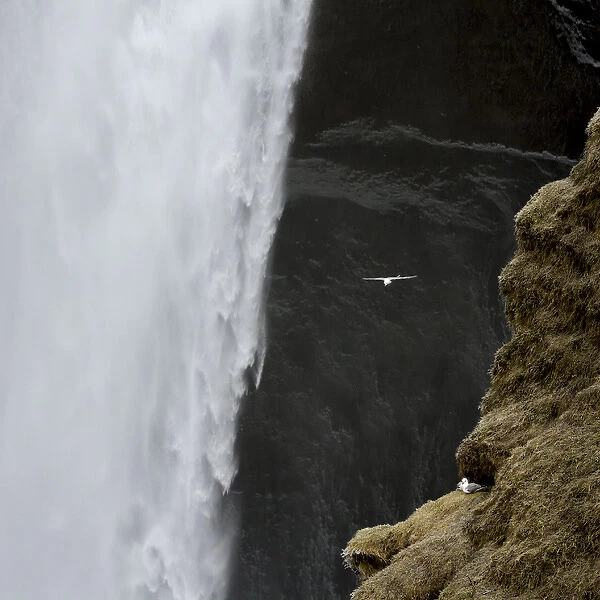 Iceland. Seagull flies past Skogafoss waterfall