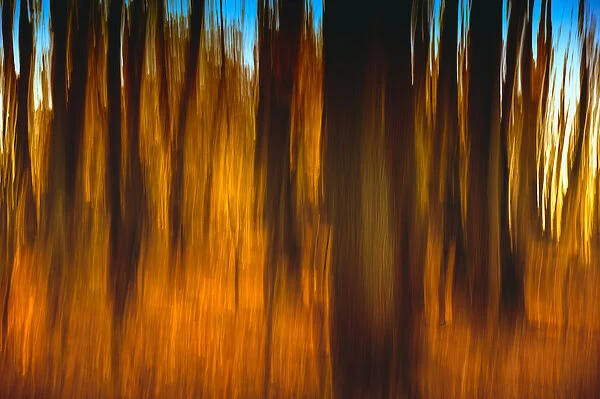An impressionistic In-camera blur of colorful autumn trees