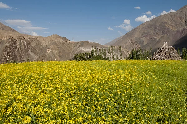 India, Jammu & Kashmir, Ladakh, a field of yellow mustard flowers and mountains in Alchi
