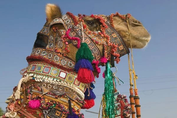 INDIA, Rajasthan, Pushkar: PUSHKAR CAMEL FAIR, 1st Place Winning Camel at the Camel FAIR