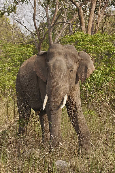 Indian  /  Asian Elephant, Corbett National Park, India