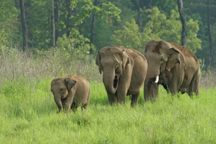Framed Print : Indian Elephant Family Print, Corbett National Park Framed Print : Indian Elephant Family Print, Corbett National Park